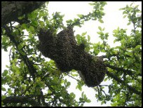Ein 4kg schwerer Schwam mit ca. 40.000 Bienen