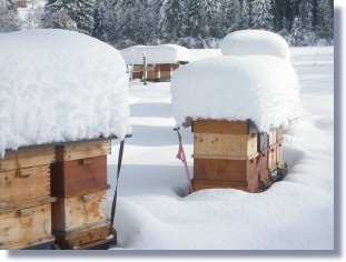 Winter Schnee und Bienenstcke