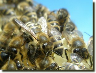 berall Bienen