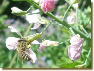 Radieschenblten = Bienenweise