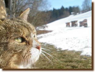 Kater Mikesch denkt an flotte Bienen