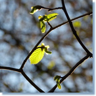 Frhlingserwachen in Wittenig