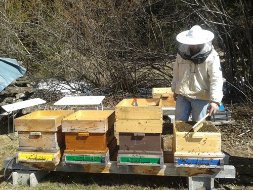 Auswinterung - wird's heuer Bienenhonig geben?