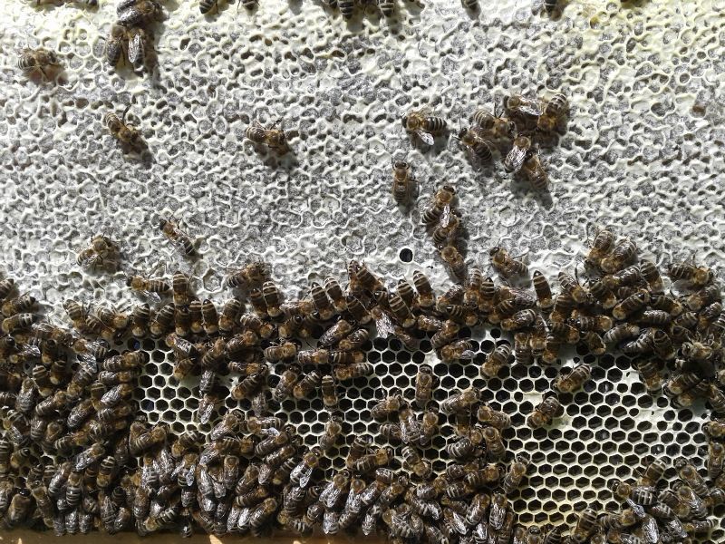 Bienenhonig kurz vor der Verdeckelung