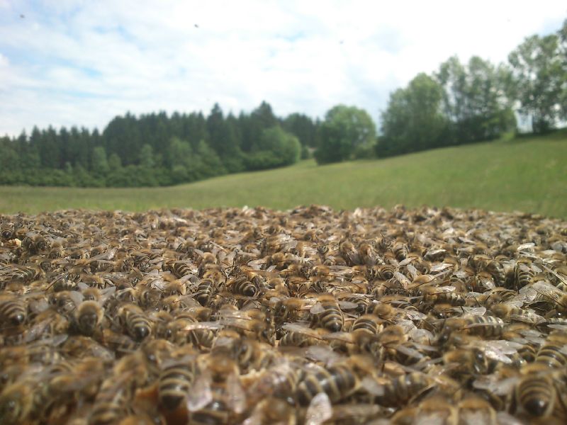 das Bienenmeer