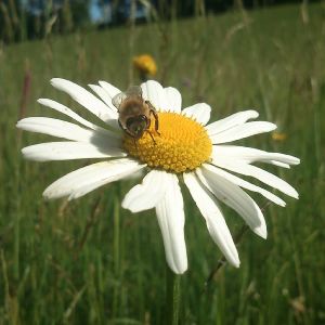 Honigsammler Dronerich Willi hchst persnlich