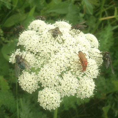 Insekenvielfalt