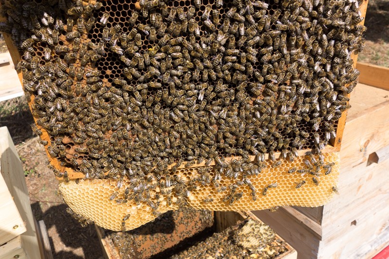 Bienenwaben im Mrz