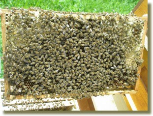 Rtsel: Wieviele Bienen sind hier zu sehen?